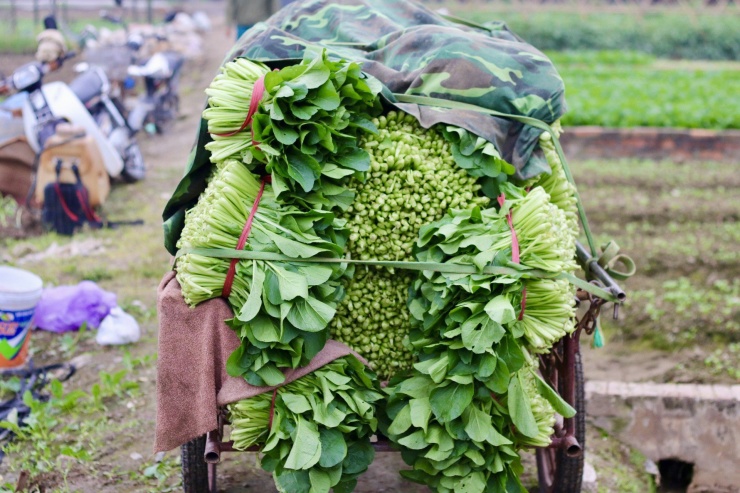 Giá rau 'neo' cao, người dân Hà Nội phấn khởi thu hoạch