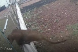 Phi thường - kỳ quặc - Kinh hãi con hổ đi lạc trong khu dân cư, người dân hoang mang