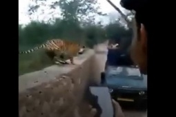 Phi thường - kỳ quặc - Nhóm du khách chạm trán hổ dữ và cái kết đầy bất ngờ