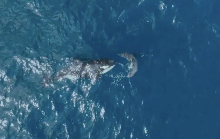 Đây là lần hiếm hoi cá voi sát thủ đi săn đơn độc.