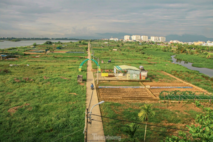 Làng rau La Hường (phường Hòa Thọ Đông, quận Cẩm Lệ) là vườn rau sạch lớn nhất của thành phố Đà Nẵng với diện tích hơn 7ha và hơn 50 hộ tham gia sản xuất, mỗi năm cung cấp cho thị trường khoảng 500 tấn rau sạch.