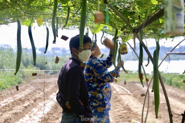 Dùng độc chiêu &#39;đeo tạ&#39; cho mướp, nông dân khấp khởi chờ thu tiền triệu - 2