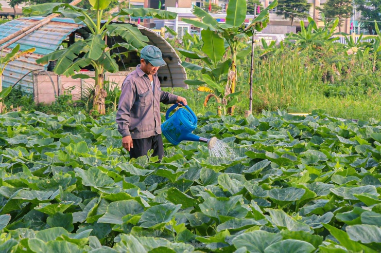 Dùng độc chiêu &#39;đeo tạ&#39; cho mướp, nông dân khấp khởi chờ thu tiền triệu - 3