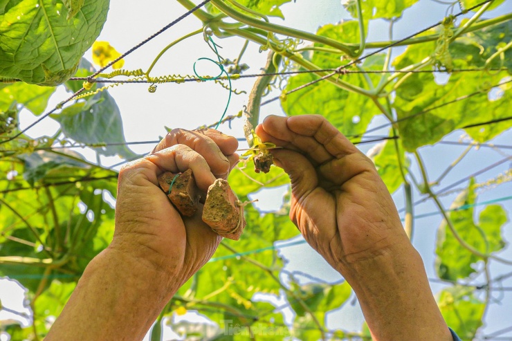 Đặc biệt, nông dân ở đây dùng phương pháp "đeo tạ" cho mướp, giúp mướp khi ra trái luôn to, thẳng và bán được giá cao hơn. Chiêu lạ này được nông dân sử dụng và đem đến hiệu quả cao nhiều năm nay.