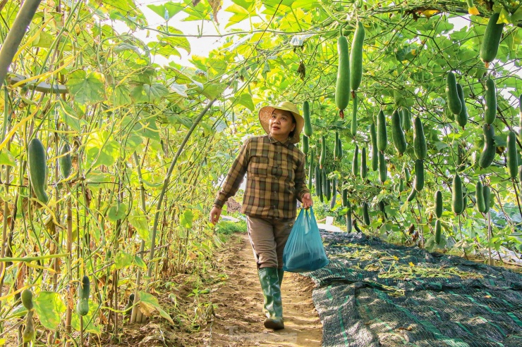 Những ngày này, tranh thủ thời tiết thuận lợi, nông dân làng rau lại tất bật tăng gia sản xuất, mong vụ mùa bội thu.