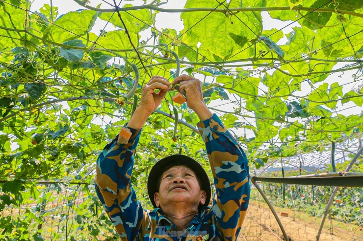 Ông Nguyễn Văn Phu (phường Hòa Thọ Đông, quận Cẩm Lệ) cho biết, việc dùng phương pháp buộc đá hay đất dưới những quả mướp đơn giản và rất hiệu quả. “Tôi đã dùng cách này nhiều năm nay, nhờ vậy mà năm nào vườn mướp nhà tôi cũng cho trái thẳng tắp. Không chỉ tôi mà nhiều hộ dân ở đây cũng dùng phương pháp này để giúp mướp có giá cao hơn khi đưa ra thị trường”, ông Phu nói.