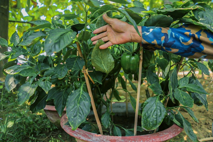 Dùng độc chiêu &#39;đeo tạ&#39; cho mướp, nông dân khấp khởi chờ thu tiền triệu - 12
