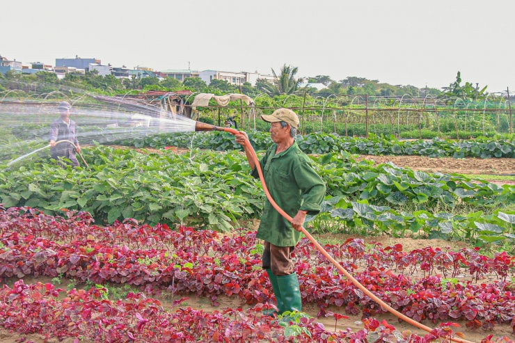 Dùng độc chiêu &#39;đeo tạ&#39; cho mướp, nông dân khấp khởi chờ thu tiền triệu - 15