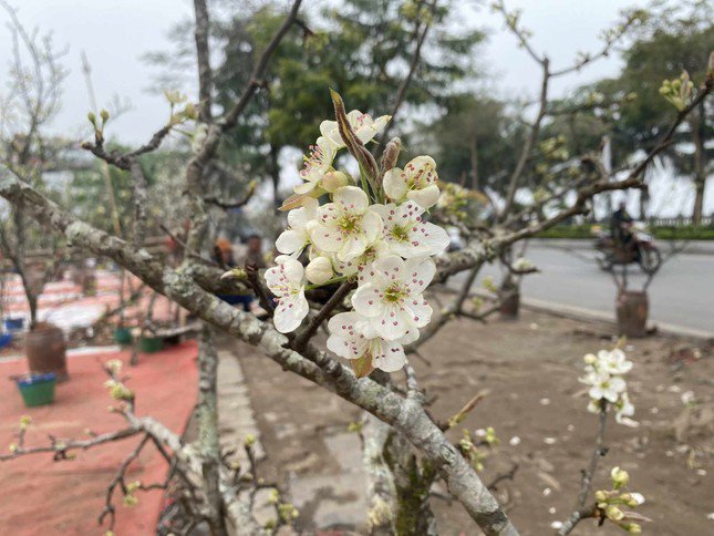 Những bông hoa lê rừng khiến nhiều người Hà Nội thích thú.