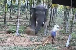 Phi thường - kỳ quặc - Video: Hai nông dân thoát khỏi cuộc tấn công của voi trong gang tấc