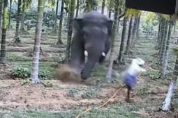 Phi thường - kỳ quặc - Video: Hai nông dân thoát khỏi cuộc tấn công của voi trong gang tấc