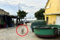 Tin tức trong ngày - Đi du lịch cùng gia đình, cháu bé 3 tuổi bị chó cắn phải khâu 32 mũi