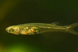 Media - Loài cá dài 12 mm có thể phát ra âm thanh mạnh như máy bay