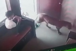 Phi thường - kỳ quặc - Video: Thấy báo hoa mai bước vào phòng, cậu bé có màn xử lý cực thông minh