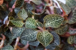 Thị trường - Tiêu dùng - Cỏ dại Việt Nam lên đời thành “vàng”, giá gần chục triệu/kg ở nước ngoài