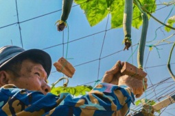 Dùng độc chiêu 'đeo tạ' cho mướp, nông dân khấp khởi chờ thu tiền triệu