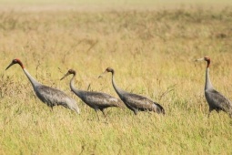 Tin tức trong ngày - Sếu đầu đỏ về Tràm Chim sau 2 năm vắng bóng