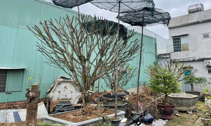 Vấn đề thường gặp là bộ rễ của cây bị yếu do phải nuôi cây, trong khi người thuê chơi chăm sóc chưa đúng cách, cung cấp thừa hoặc thiếu độ ẩm cho cây. Ảnh: Cây mai mới về vườn rất yếu nên sẽ xử lý toàn bộ để dưỡng lại cây. Ảnh: Bách Viên