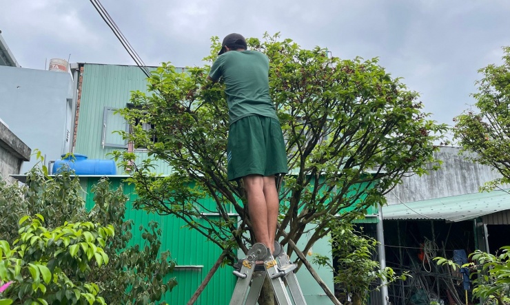 Nên sau khi chở cây về, nhà vườn sẽ cắt tỉa cành, cắt bỏ khoảng 1/2 số lá trên cây. Ảnh: Nhặt bỏ những nụ hoa đối với các cây mai lớn để cây đỡ bị nặng. Ảnh: Bách Viên