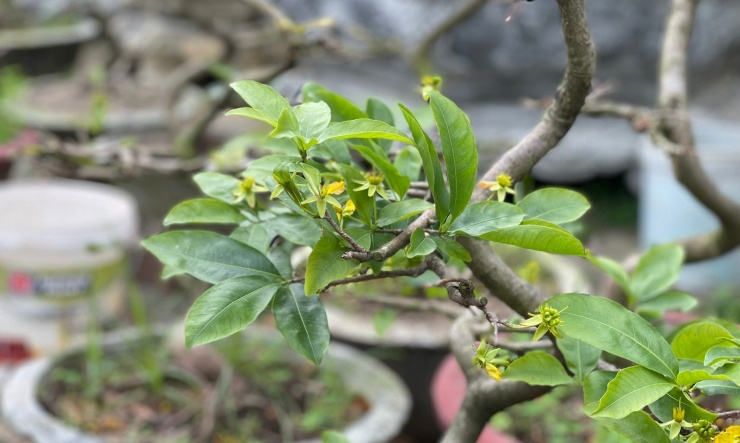 Hoa mai được giữ lại không cần lặt như lá. Ảnh: Bảo Trân