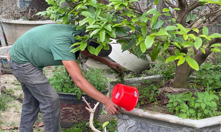 Quá trình dưỡng cây mai tại vườn trung bình sẽ cách nhau 15 ngày. Người nông dân sẽ giữ lại hoa và thường xuyên lặt lá với tưới nước bón phân để dưỡng cây. Ảnh: Tưới kích rễ và nhổ cỏ, tạo không gian thoáng để gốc nhận nắng giúp tránh nấm mốc gây hại. Ảnh: Bảo Trân