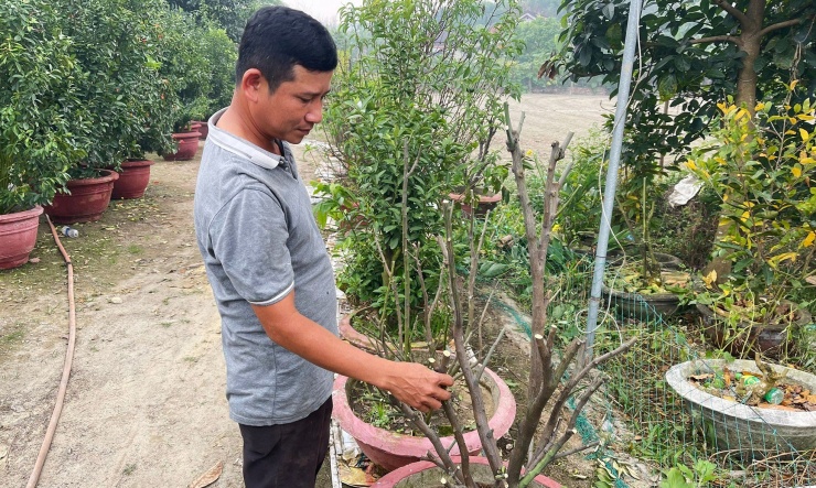 Hiện tại, vườn quất nhà anh Minh có hơn 50 cây quất đủ loại kích cỡ. Với những cây nhỏ, anh cắt tỉa cành và lặt toàn bộ lá trên cây. Nấm xanh bám thân cây được cạo sạch và phun nước kết hợp dung dịch đặc dụng bằng máy áp lực cao để rửa sạch vi khuẩn cũng như tăng đề kháng cho cây nhanh phục hồi vết thương. Đồng thời tưới nước và cung cấp chất dinh dưỡng kích thích rễ phát triển. Ảnh: anh Nguyễn Bá Minh bắt đầu phục hồi cho những cây quất sau Tết. Với những chậu quất có kích thước gốc và cành lớn, anh Minh dùng dây nhựa để cố định cho cành không bị bung, quả sẽ lặt hết cho cây đỡ bị nặng. Rửa lá, thay chậu đổi đất mới và rửa rễ bằng dung dịch đặc dụng. Đa số, các chậu quất lớn đều thu mua lại của người dân chơi Tết nên khi vận chuyển về phải để cho cây “tỉnh” mới có thể bắt đầu xử lý và chăm sóc. Ảnh: Bách Viên