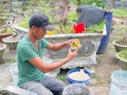 Thị trường - Tiêu dùng - Xem nông dân Đà Nẵng hồi sinh cây Tết bán ế