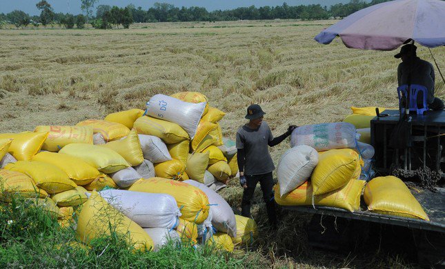 Nông dân được mùa vụ Đông Xuân nhưng giá lúa liên tục giảm gần đây. Ảnh: CK.