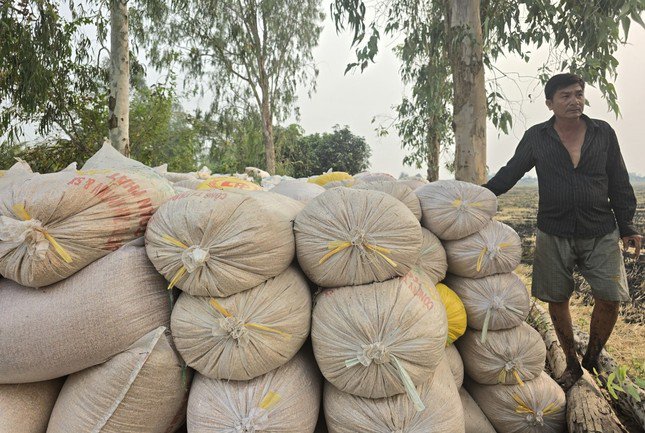 Lúa thu hoạch bị "neo", nông dân ngóng thương lái. Ảnh: TC.