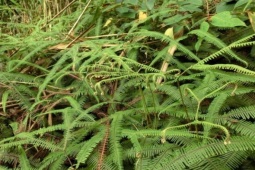 Thị trường - Tiêu dùng - Nông dân Việt coi thứ cỏ dại này là “khắc tinh”, nhưng biết tận dụng có thể “hái ra tiền”