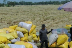 Khổ như nông dân bị cò 'ép giá' lúa