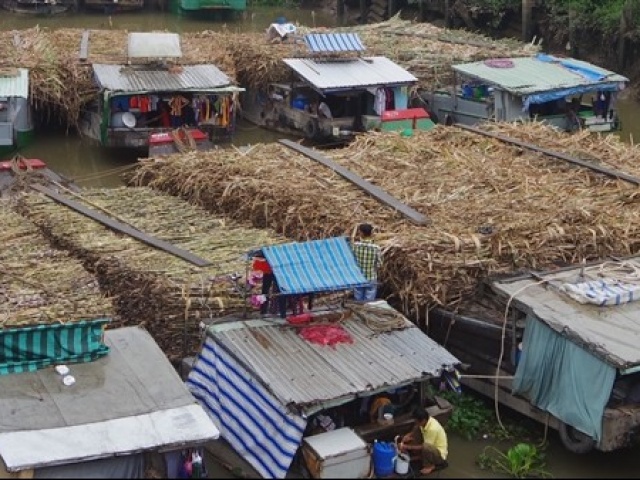 Thị trường - Tiêu dùng - Nông dân phấn khởi vì giá mía tăng cao