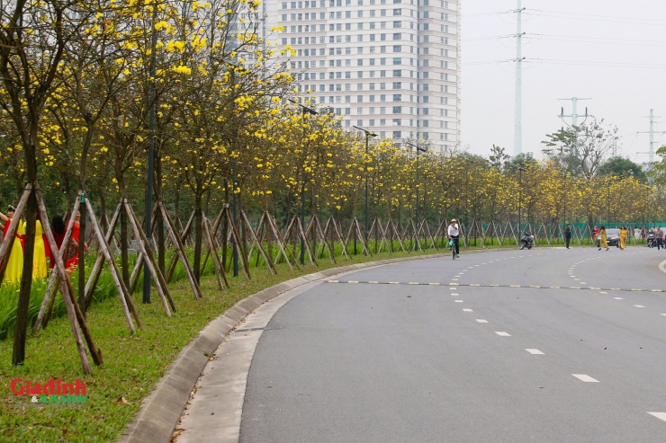 Những ngày này, con đường phủ kín hoa phong linh tại một khu đô thị trên địa bàn phường La Khê, quận Hà Đông, thành phố Hà Nội đang trở thành địa điểm "check in" không thể bỏ qua của các chị em đam mê chụp ảnh.