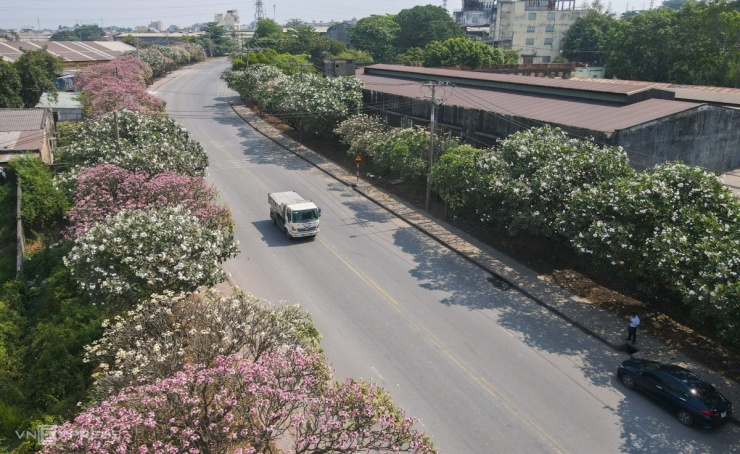 Các trục đường trong khu công nghiệp rộng trung bình 4 làn xe, hai bên được trồng nhiều cây sứ thường xuyên nở hoa.