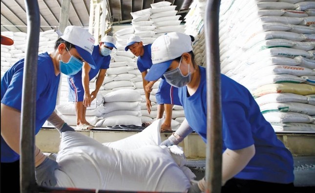 Giá gạo Việt liên tục giảm mạnh trong thời gian gần đây.