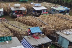 Nông dân phấn khởi vì giá mía tăng cao