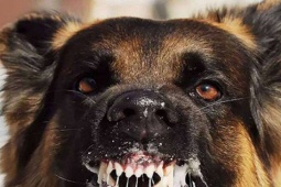 Sức khỏe đời sống - Thanh Hoá: Xuất hiện nhiều ổ bệnh dại, 2 người chết