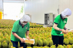 Thị trường - Tiêu dùng - Lý do Việt Nam tăng mạnh xuất khẩu rau quả sang Trung Quốc