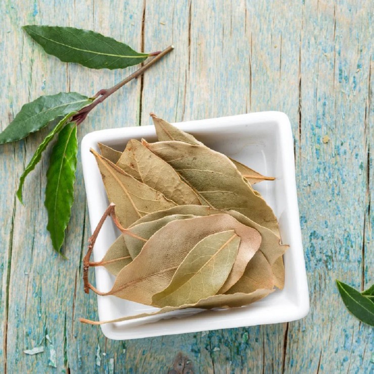 Mặc dù là một loại cây dân dã tại Việt Nam nhưng lá nguyệt quế là một loại gia vị khá đắt đỏ, cũng là một vị dược liệu quý hiếm.