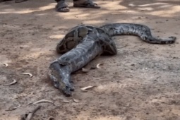 Media - Nghe tiếng chó sủa, cả nhà bất ngờ chứng kiến cảnh tượng đáng sợ