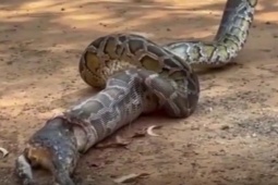 Phi thường - kỳ quặc - Cả gia đình kinh hãi trước cảnh tượng trăn khổng lồ nôn ra thú cưng