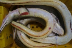 Thị trường - Tiêu dùng - Loại cá dài cả mét có giá lên đến 400.000 đồng/kg, trong bụng chứa một thứ "quý như vàng"