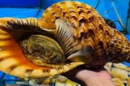 Thị trường - Tiêu dùng - Loại ốc lớn hàng đầu ở Việt Nam, giá bán tiền triệu/kg vẫn được khách tìm mua