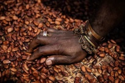 Thị trường - Tiêu dùng - Loại hạt quen thuộc ở Việt Nam có giá cao lịch sử