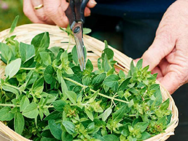 Thị trường - Tiêu dùng - Loại lá "lạ" giá đắt đỏ 1,2 triệu/kg, ở Việt Nam cũng có người trồng