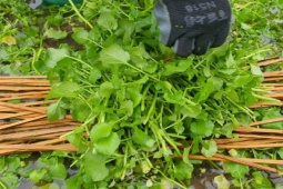 Thị trường - Tiêu dùng - Loại rau trước không ai ăn nay hóa "mỏ vàng", giá 100.000 đồng/kg dân thành phố "săn lùng"