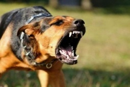 Tin tức trong ngày - Một con chó nghi dại chạy rông ngoài đường đã cắn liên tiếp 7 người