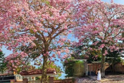 Bạn trẻ - Cuộc sống - Mê mẩn ngắm hoa kèn hồng nở rộ, nhuộm hồng cả bầu trời Bảo Lộc