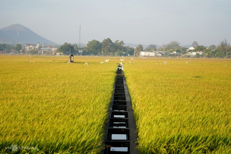 Đường ruộng ở Bà Rịa - Vũng Tàu - 7