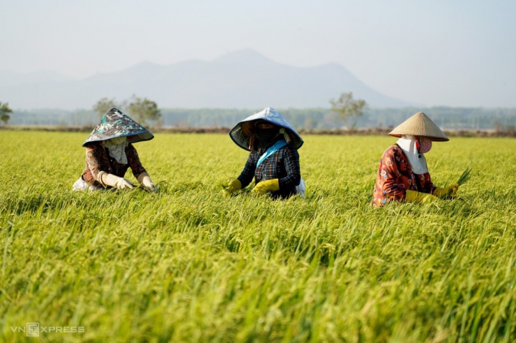 Đường ruộng ở Bà Rịa - Vũng Tàu - 8